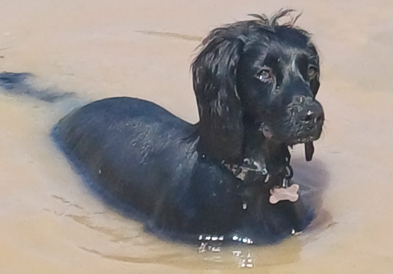 Ada - Working Cocker Spaniel