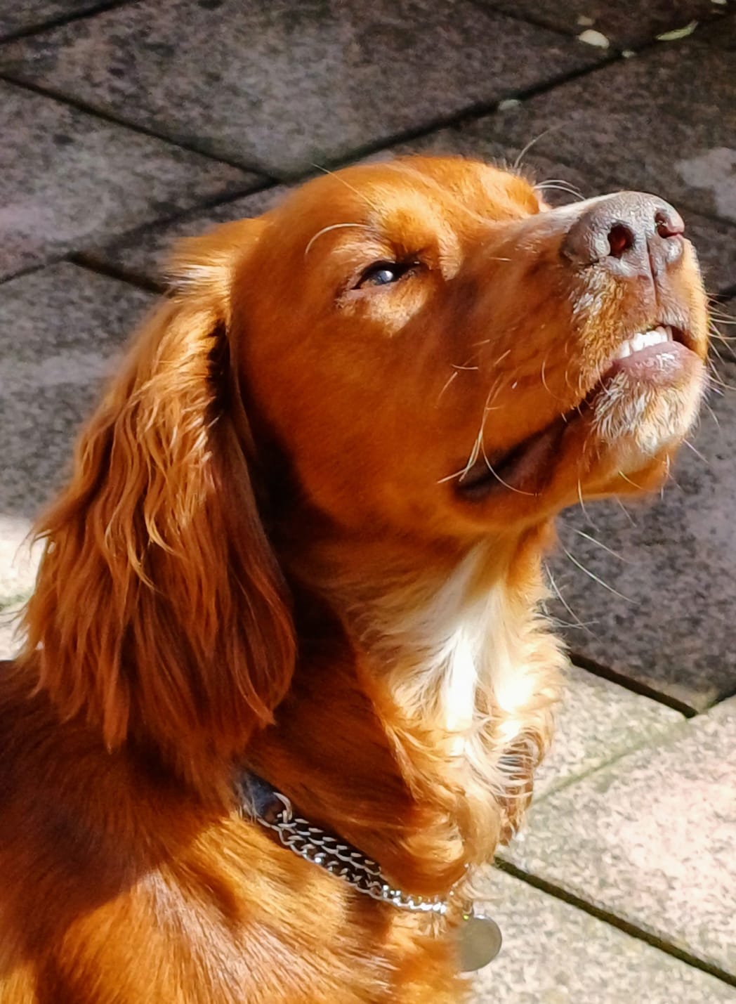 Stanley - Working Cocker Spaniel